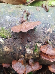 Hymenochaete iodina