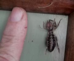 Ammotrechidae