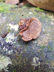 Hymenochaete iodina