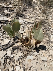 Asclepias cryptoceras davisii