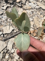 Asclepias cryptoceras davisii