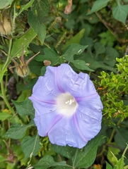 Ipomoea lindheimeri