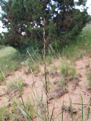 Bouteloua curtipendula