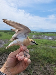 Charadrius marginatus