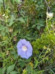 Ipomoea lindheimeri