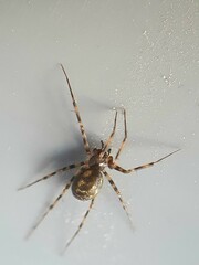 Lepthyphantes minutus