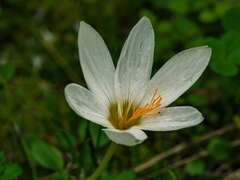 Crocus laevigatus
