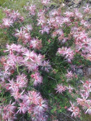 Calliandra eriophylla