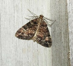 Pseudocoremia productata