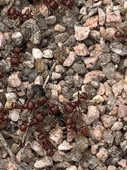 Pogonomyrmex barbatus