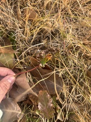 Acourtia nana