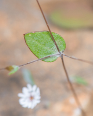 Libinhania gracilipes image