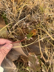 Acourtia nana