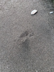 Pogonomyrmex barbatus