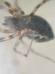 Lepthyphantes minutus