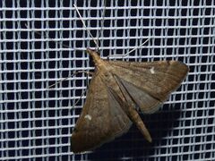 Dolicharthria punctalis