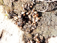 Procavia capensis