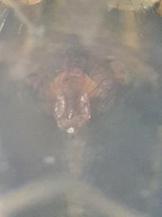 Lepthyphantes minutus