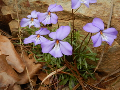 Viola pedata