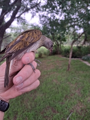 Indicator variegatus