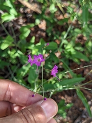 Cyphomeris gypsophiloides
