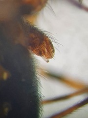 Lepthyphantes minutus