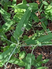 Cyphomeris gypsophiloides