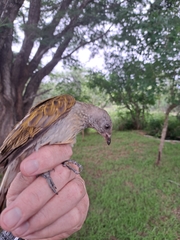 Indicator variegatus