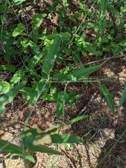 Cyphomeris gypsophiloides