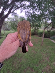 Indicator variegatus