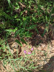 Cyphomeris gypsophiloides