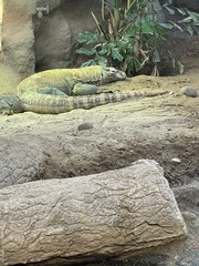 Varanus