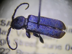 Callidium violaceum
