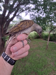 Indicator variegatus