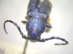 Callidium violaceum