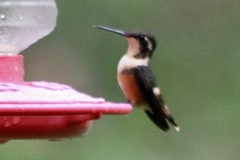 Philodice mitchellii