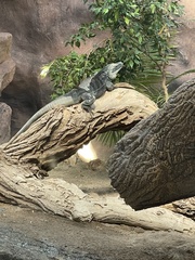Cyclura