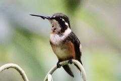 Philodice mitchellii