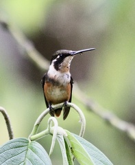 Philodice mitchellii