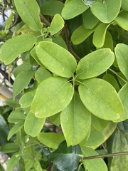 Akebia