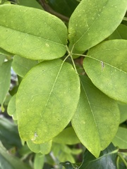 Akebia