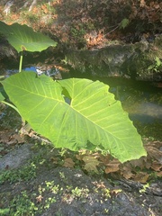 Xanthosoma robustum