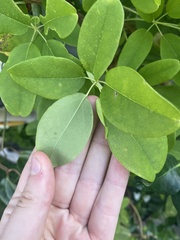 Akebia