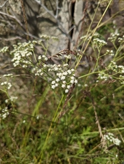 Parthenium confertum