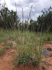 Bouteloua curtipendula