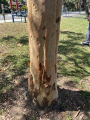 Corymbia citriodora