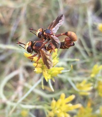 Physocephala texana