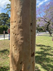 Corymbia citriodora