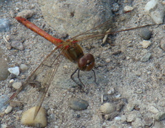 Sympetrum