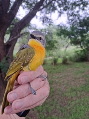 Telophorus sulfureopectus